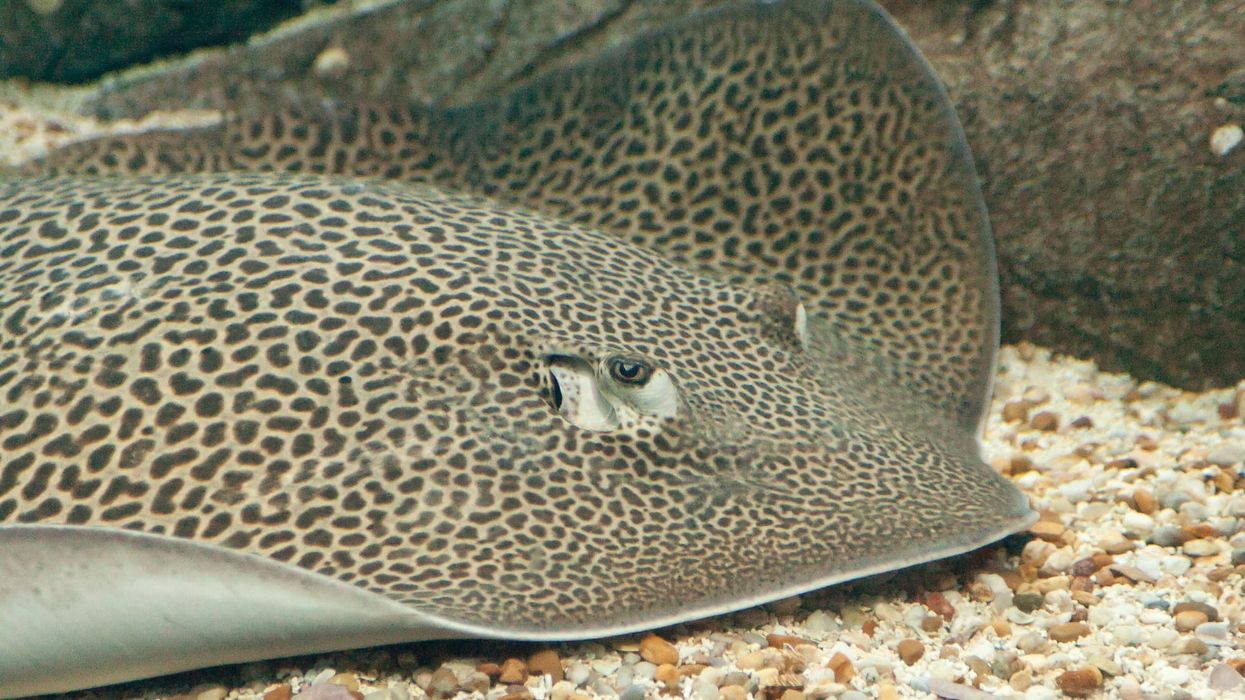 Honeycomb stingray facts are fun to read.