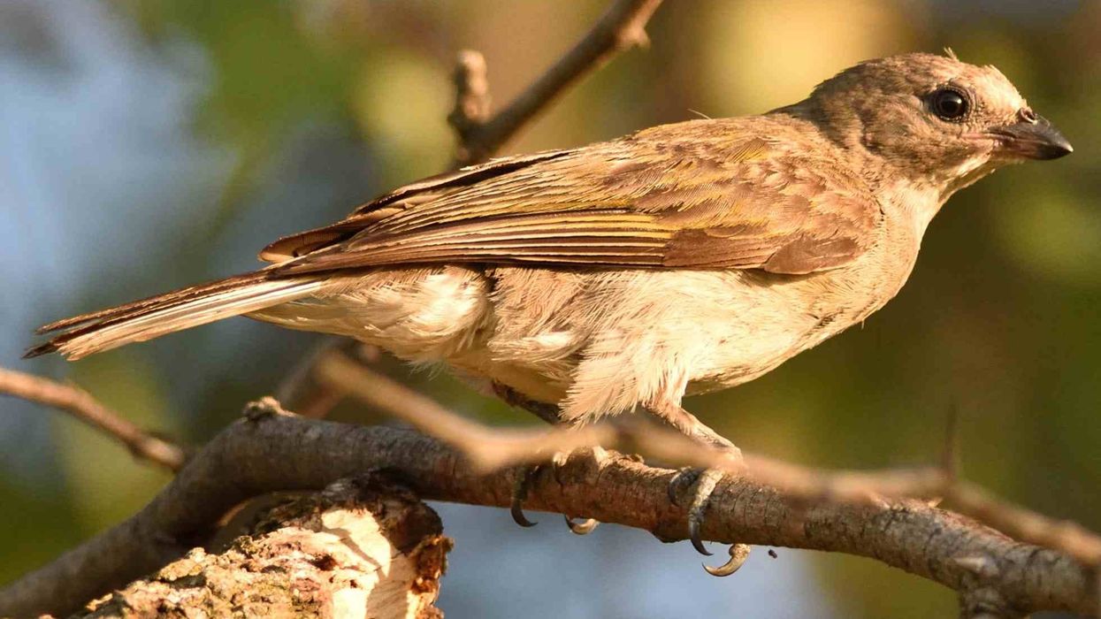 Honeyguide facts that will amaze you