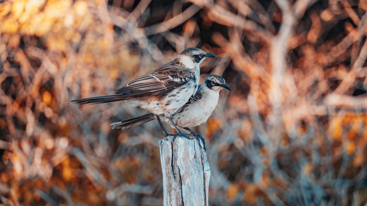 Hood mockingbird facts are about a bird species found in Gardner Island and Española Island.
