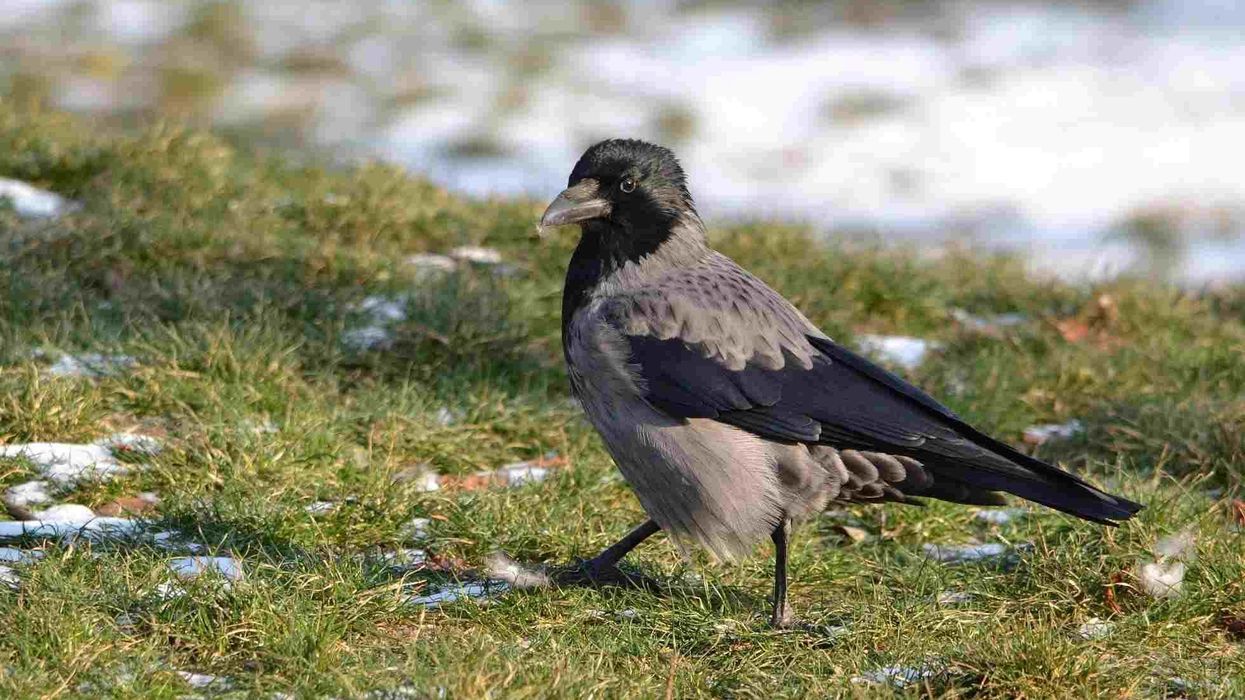 Hooded crow facts about the sedentary bird species.