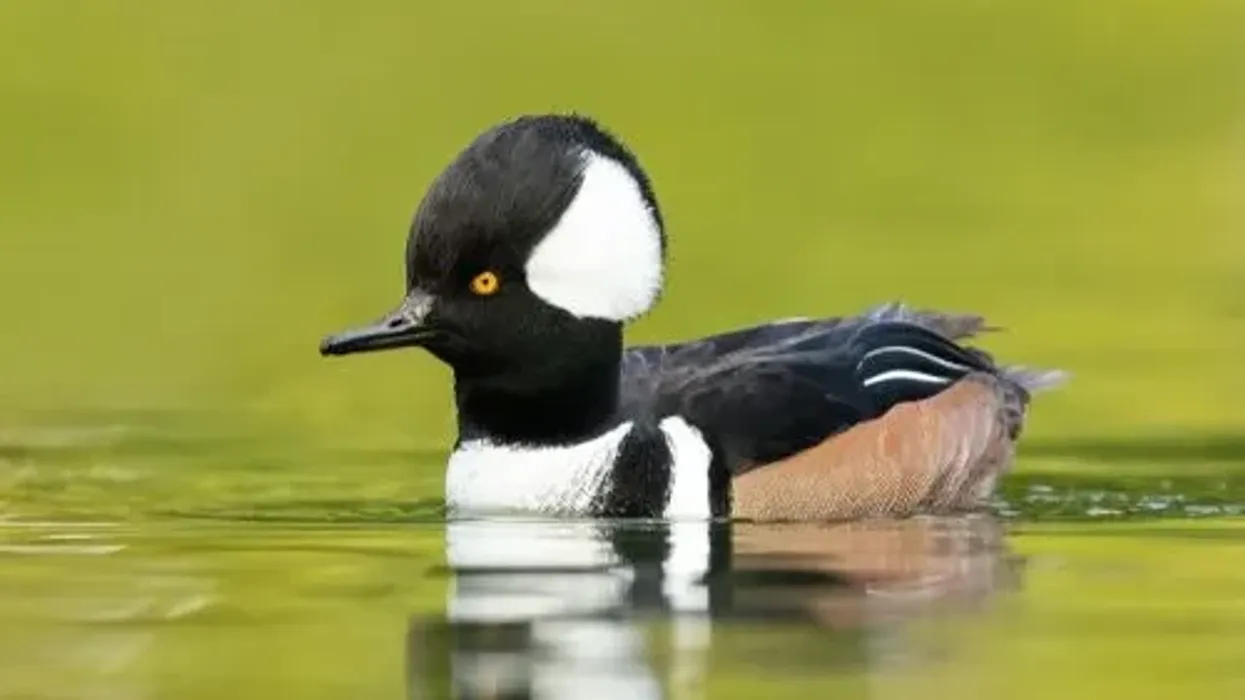 Hooded merganser facts are intriguing.