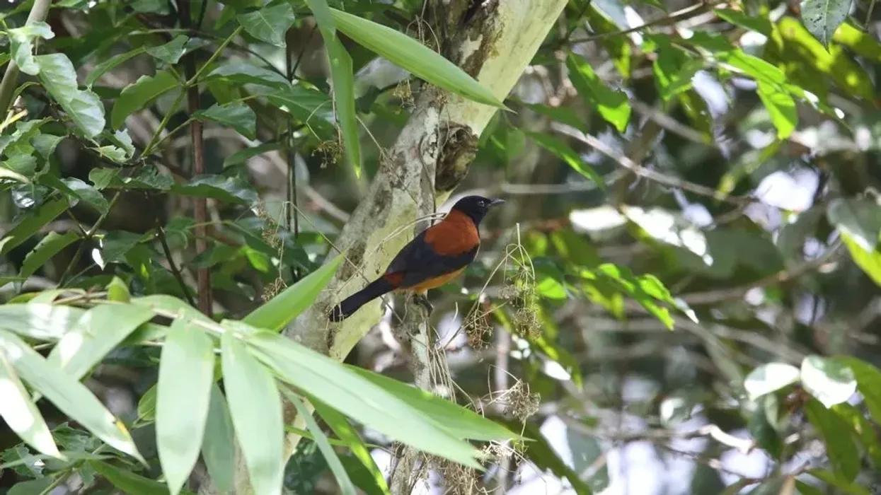 Hooded pitohui facts are interesting.