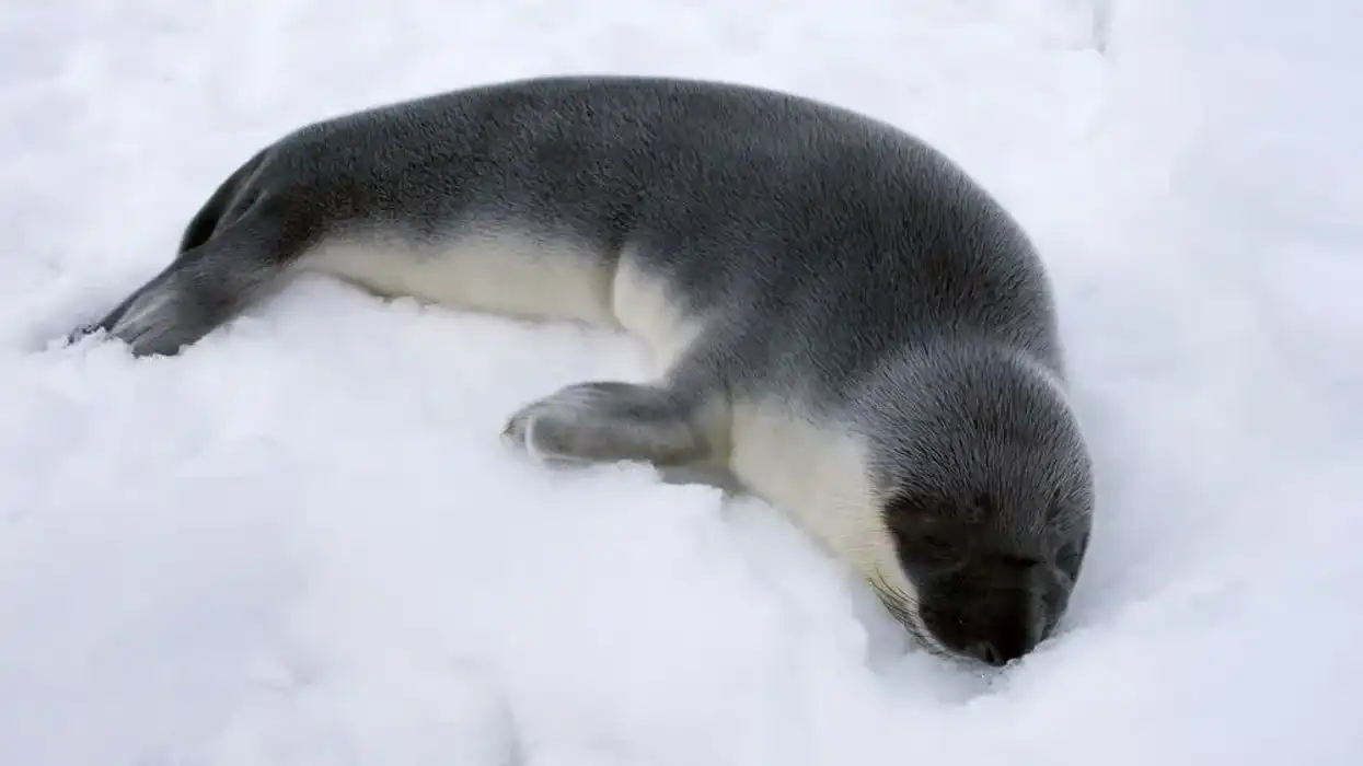 Hooded seal facts for kids are educational!