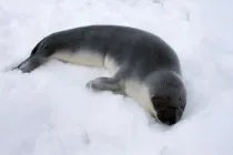 Hooded seal facts for kids are educational!