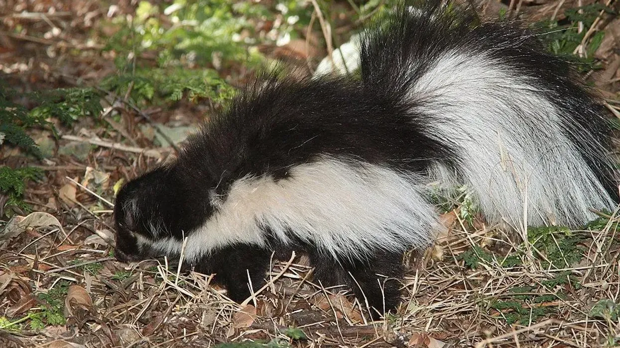 Hooded skunk facts are interesting.