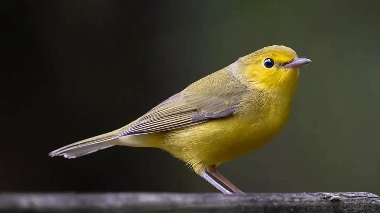 Hooded warbler facts about a bird with black hood and throat.