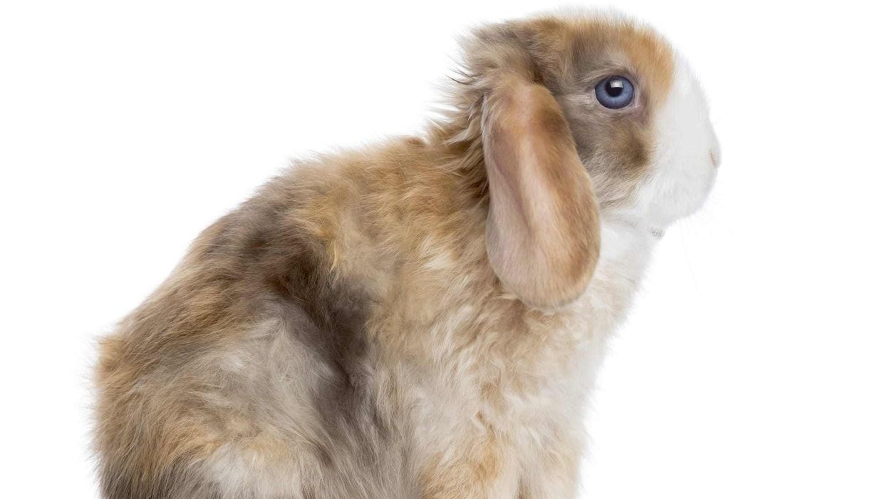 Hop in to read these amazing mini satin rabbit facts!