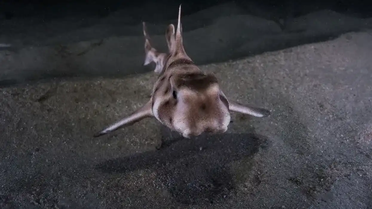 Horn shark has a short blunt head.