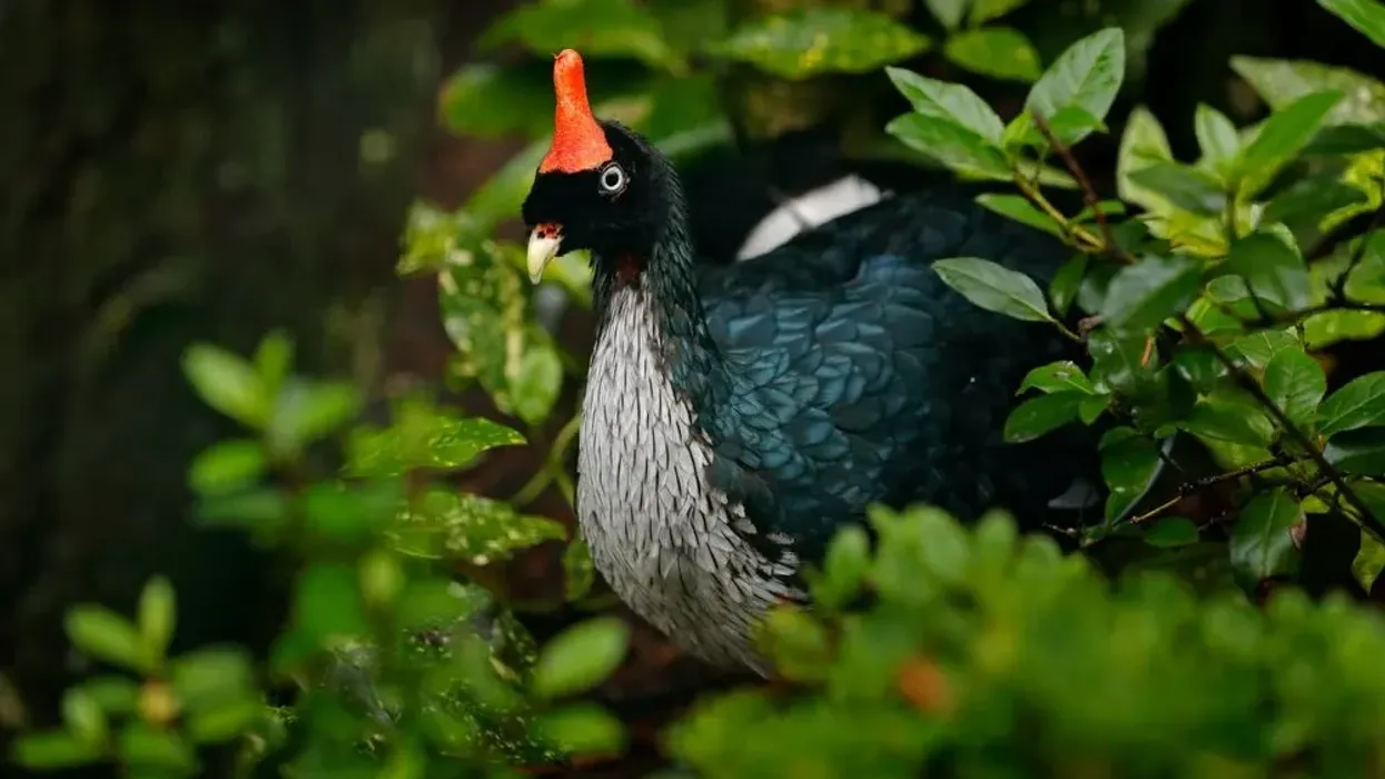 Horned guan facts let us know about exotic birds.