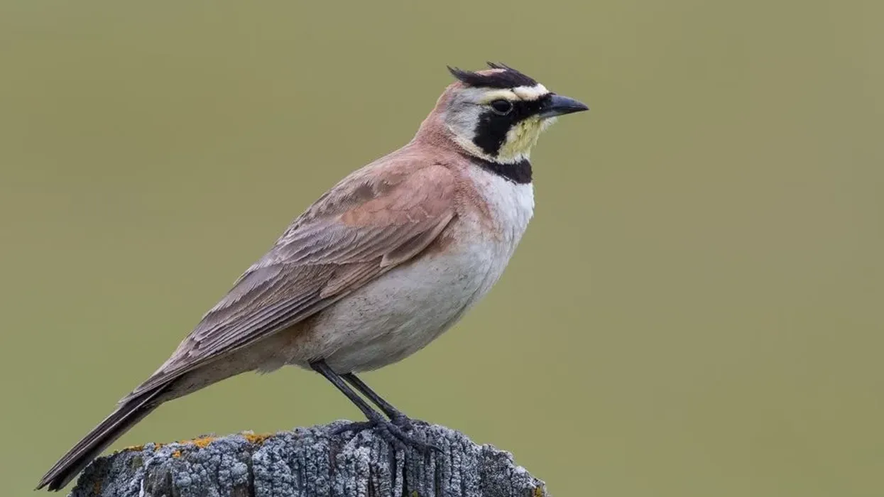 Horned Lark facts to increase your Lark species knowledge.