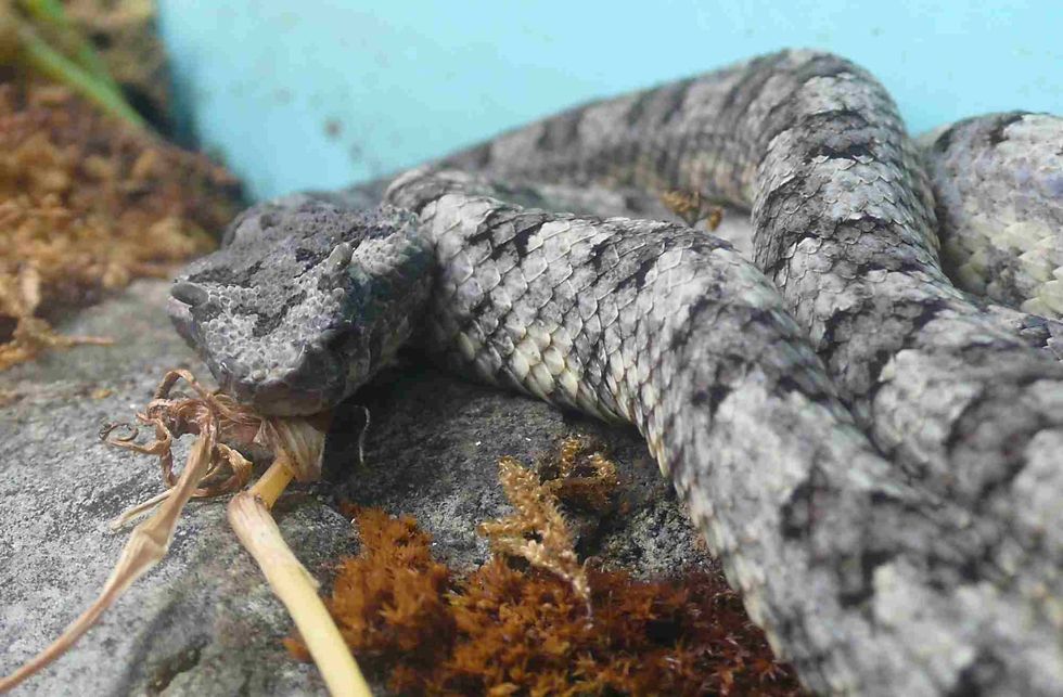 Fun Horned Pit Viper Facts For Kids Kidadl fun-horned-pit-viper-facts-for-kids-kidadl