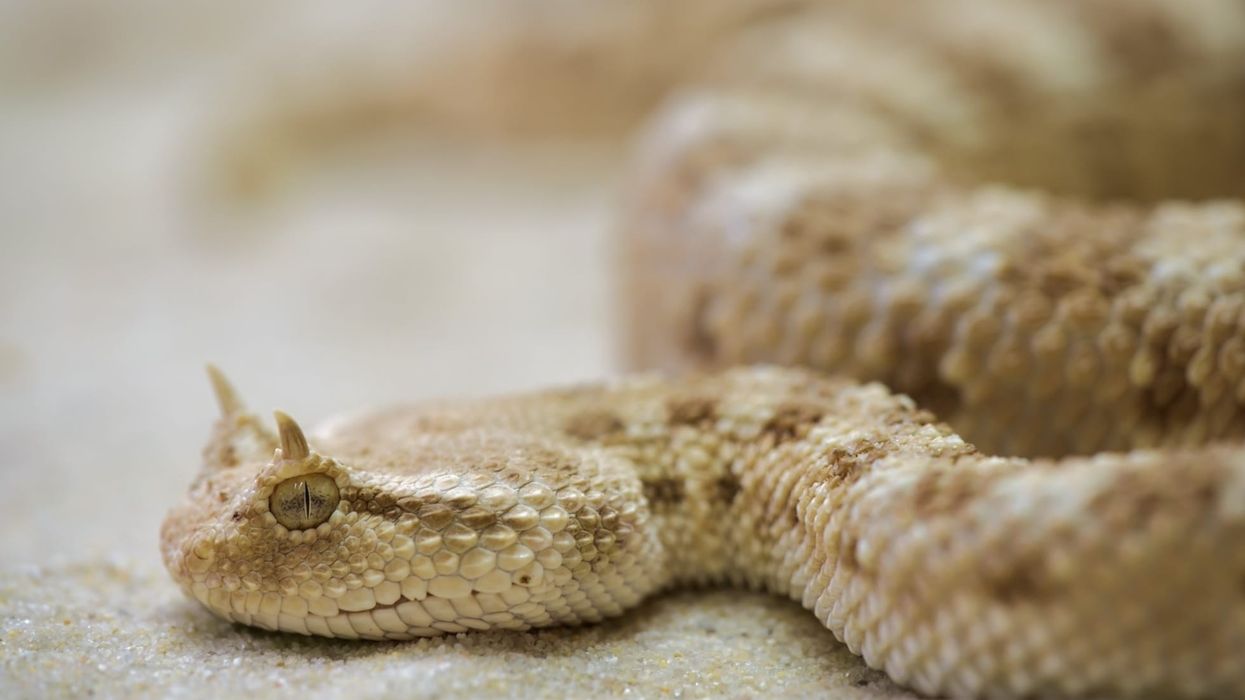 Horned snake facts for kids are educational!