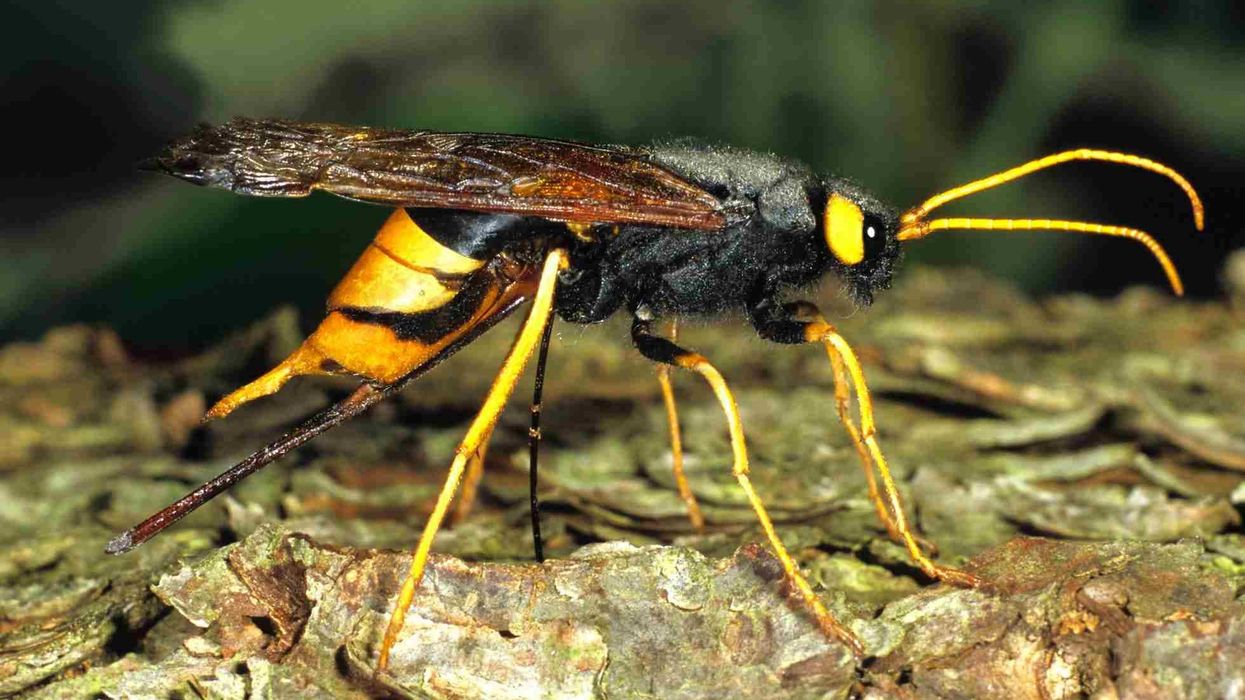 Horntail wasp facts are interesting to read
