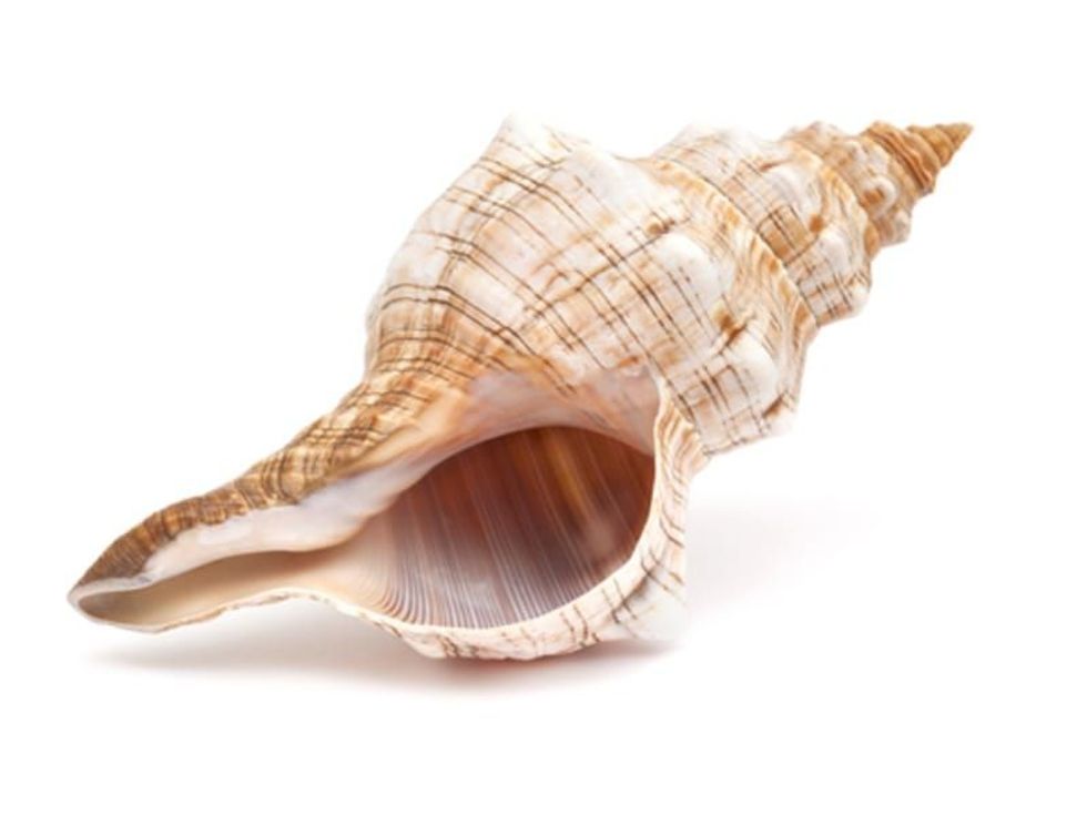 Fun Horse Conch Facts For Kids | Kidadl