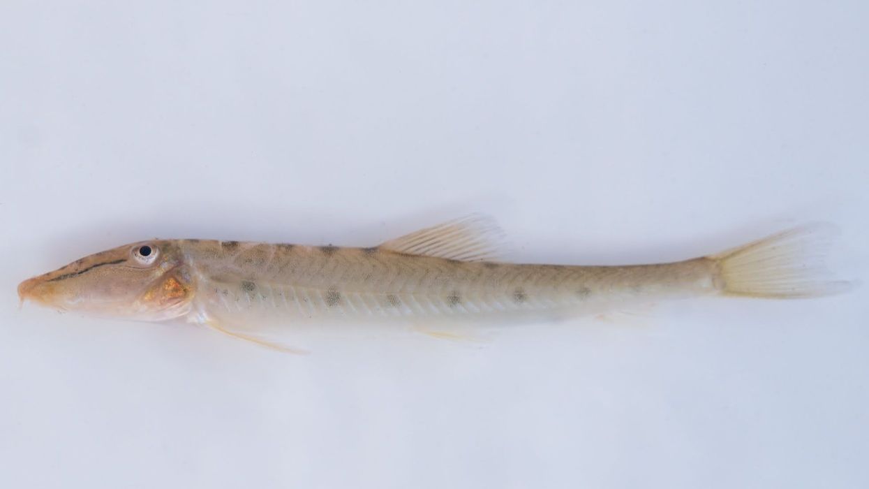 Horseface loach facts are about a fish endemic to Southeast Asia.