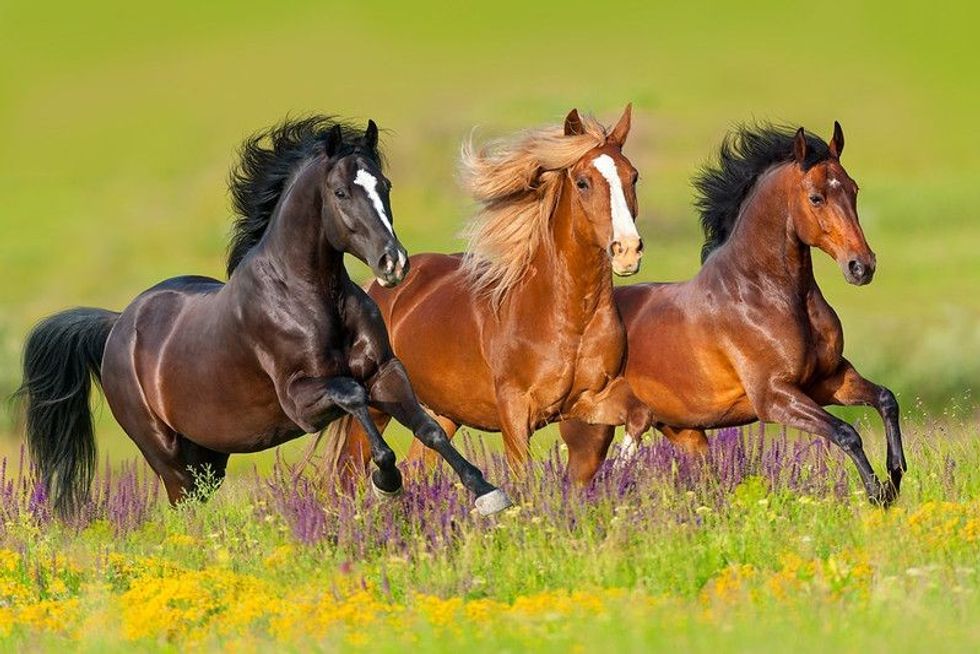 Horses run gallop in flower meadow.