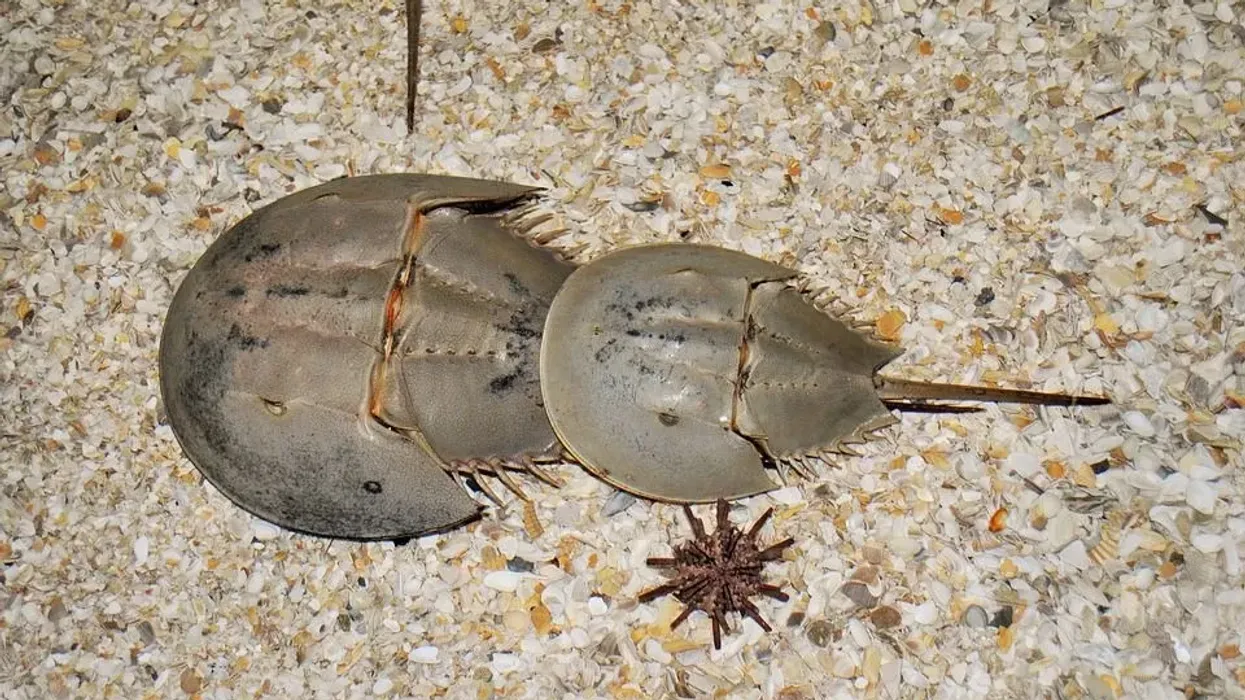 Horseshoe crab facts like they are marine arthropods and not true crabs are interesting.