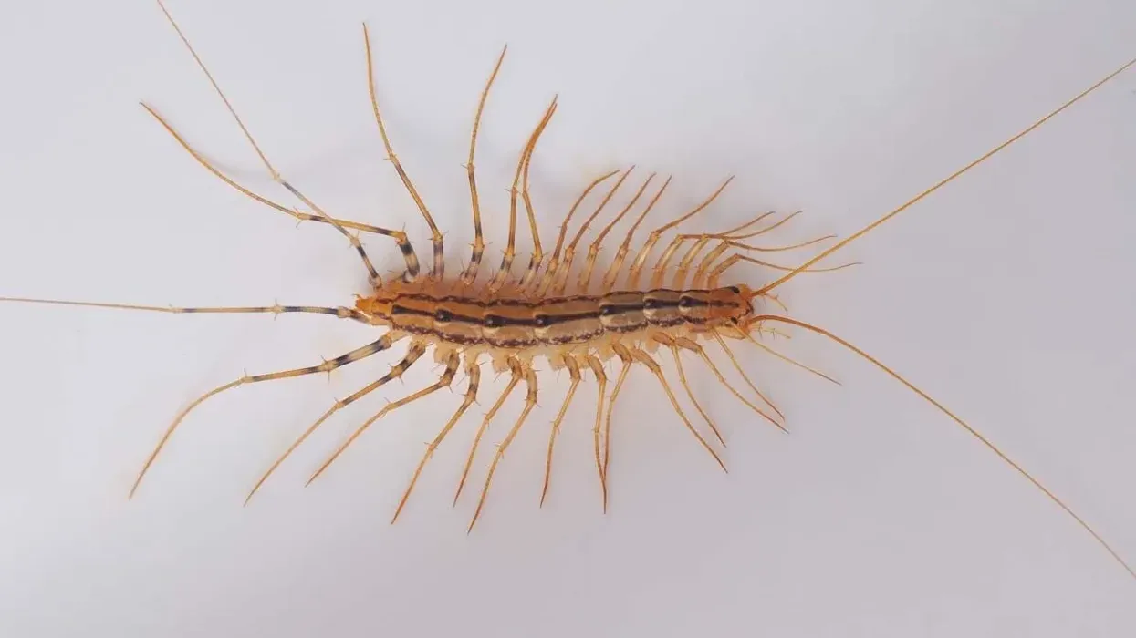 House centipede facts illustrate the beauty of these little creatures