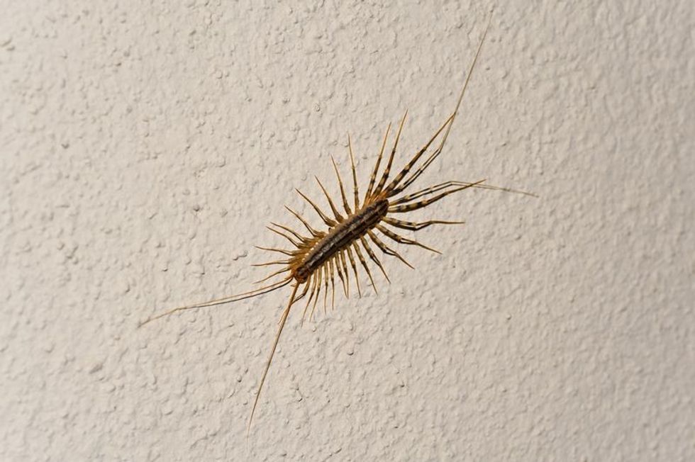 Do House Centipedes Bite? Yes They Can! And Here's All You Need To Know