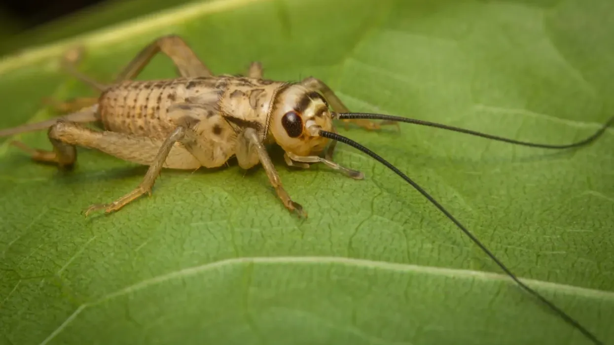 House cricket facts about the smelly pest with large legs, long antennae, and wings.