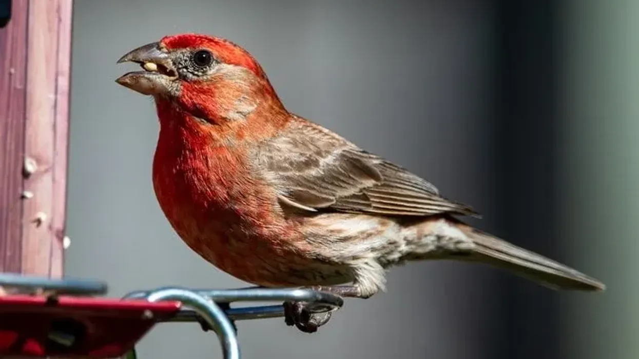 House finch facts are fascinating for kids