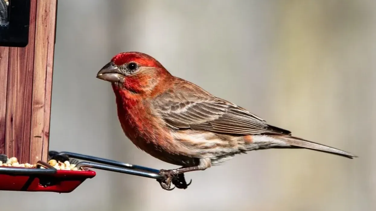 House finch facts help us learn something new.
