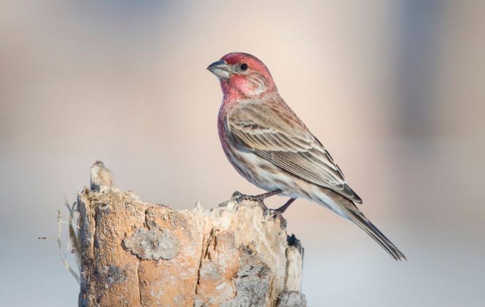 House finch perching in Michigan