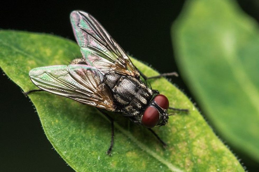 House fly on green leaf.