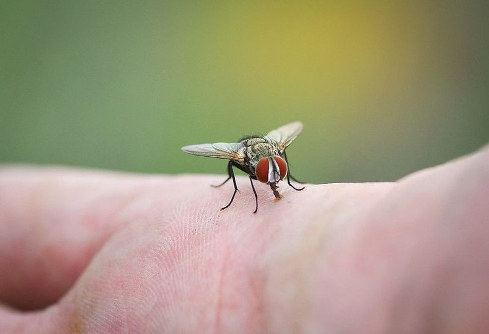 House fly on human skin hand.