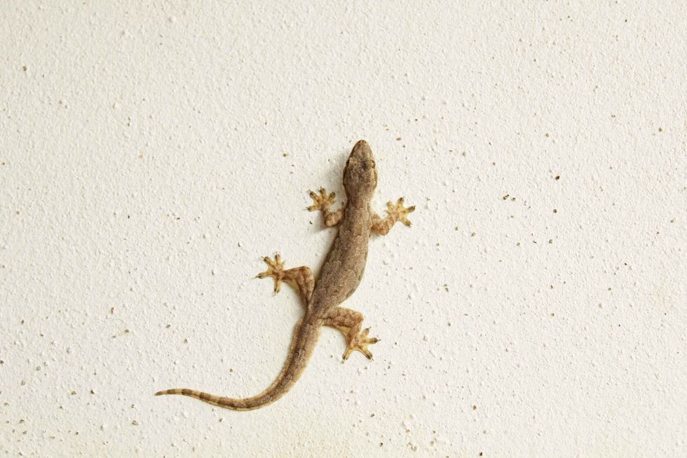 House lizard on wall.