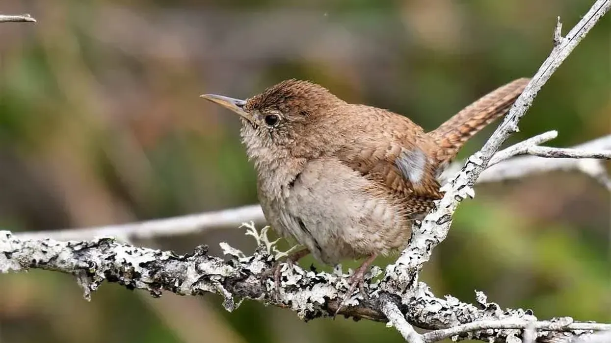House wren facts are quite interesting