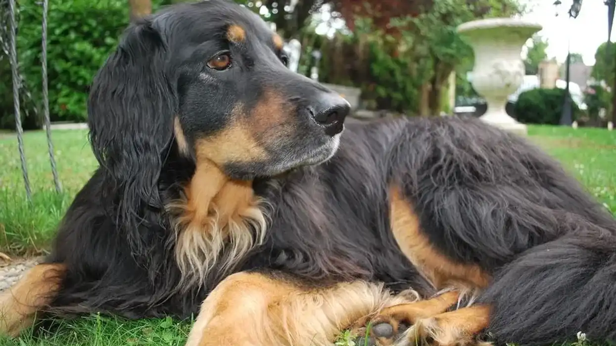 Hovawart facts, as per the German Kennel Club standards, these German breed dogs were recognized as the country's seventh working breed.