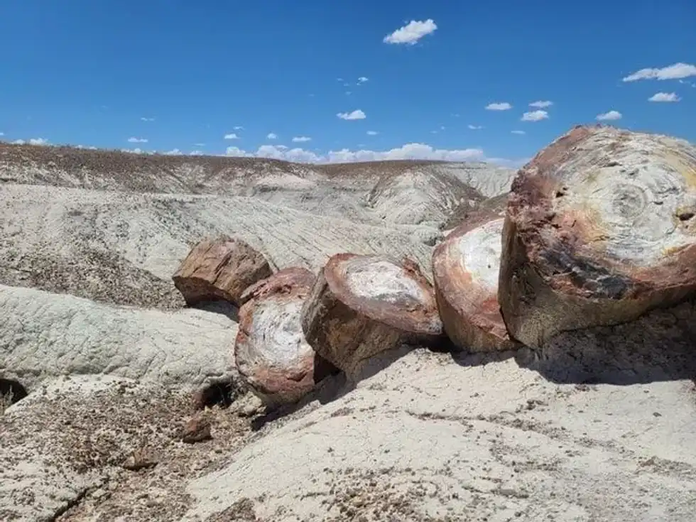 How are petrified fossils formed? Here are some informative facts.