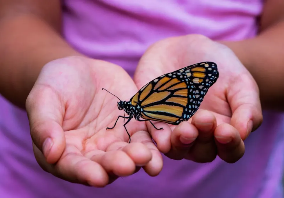 How do butterflies mate? This is an interesting fact you don’t want to miss.