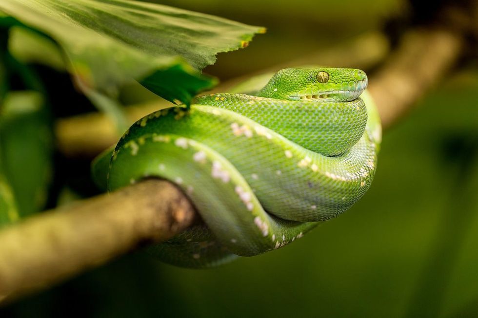 How do snakes reproduce? Let's read and discover lesser-known facts about this topic!