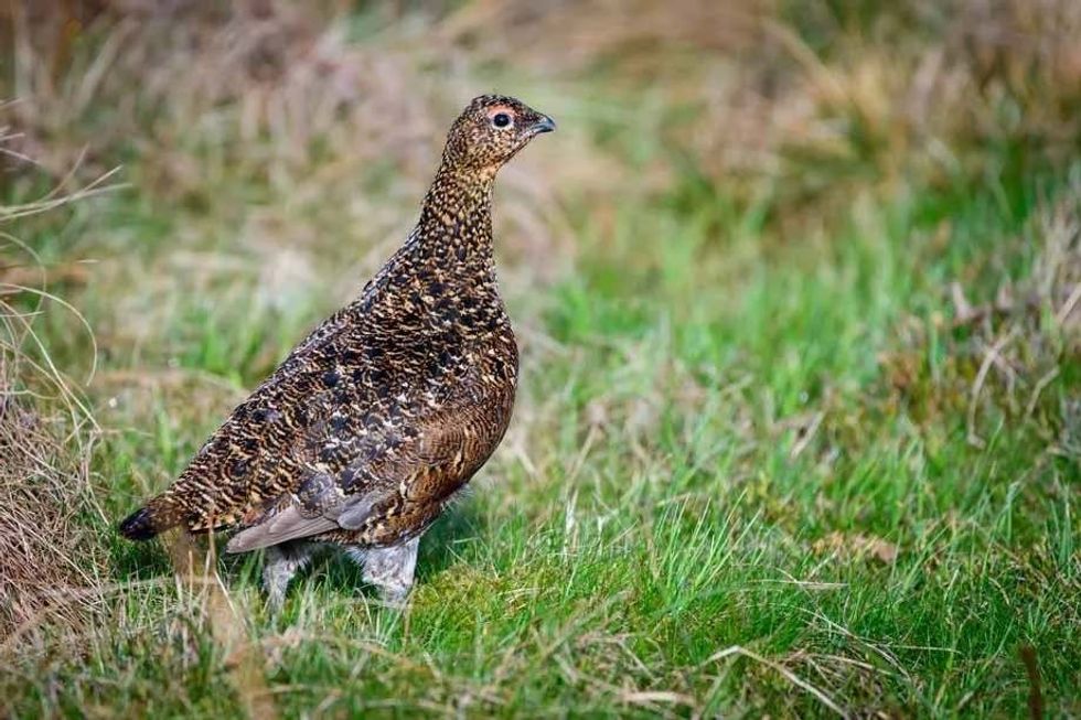 Fun Greater Sage-grouse Facts For Kids 