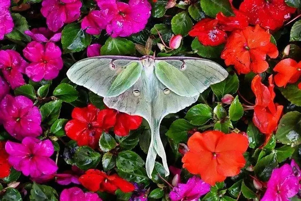 How is an adult luna moth formed? We have some great luna moth life cycle facts and more!