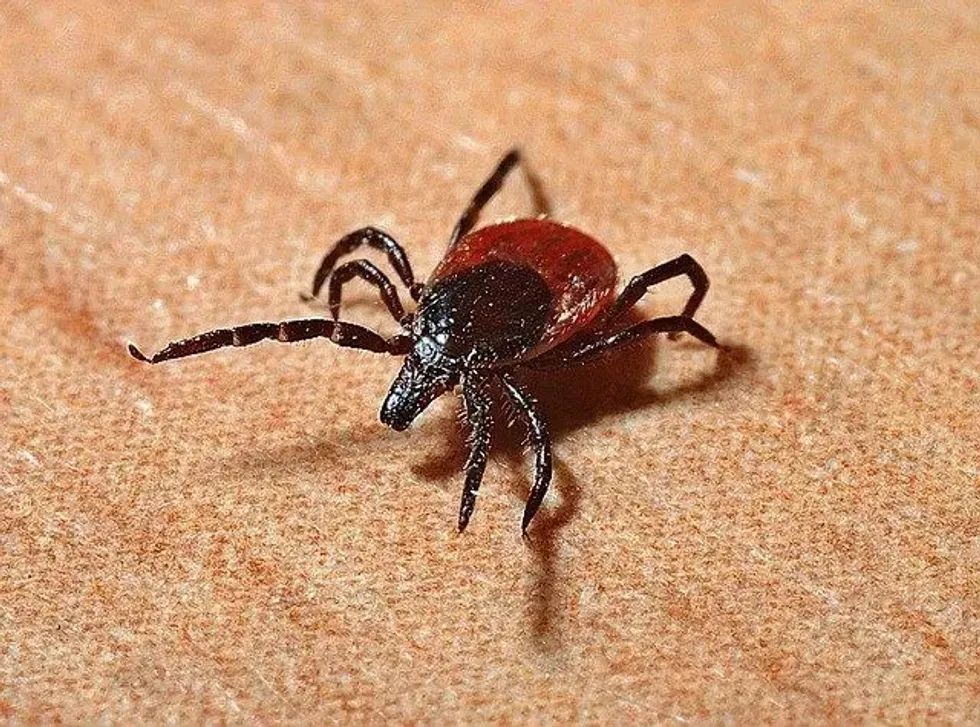 How long can a tick live without a host? Read on to learn about the life cycle of ticks, Lyme disease, and species of tick.