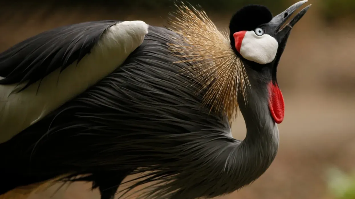How many black crowned crane facts do you know? Join in to know more about these majestic birds!