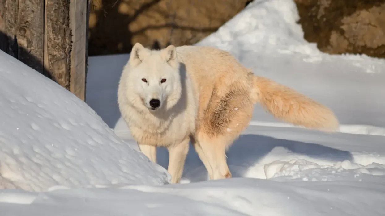 How many fun Alaskan tundra wolf facts do you know? Brush up your knowledge with this article, and do share it with your friends!