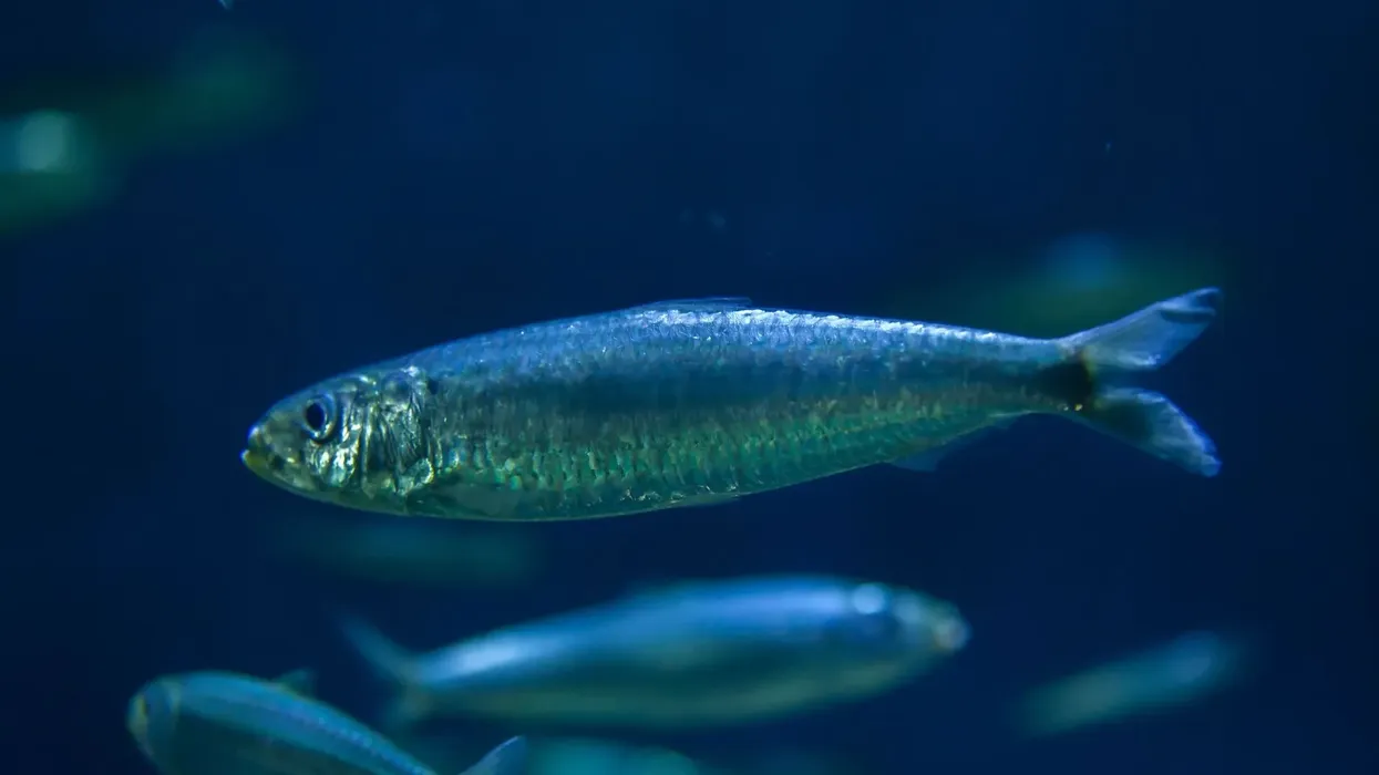 How many fun and interesting European pilchard facts do you know about?