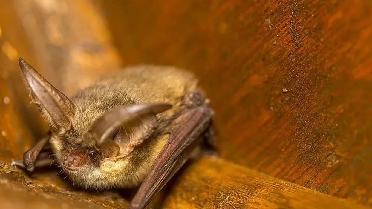 How many fun brown long-eared bat facts do you already know?