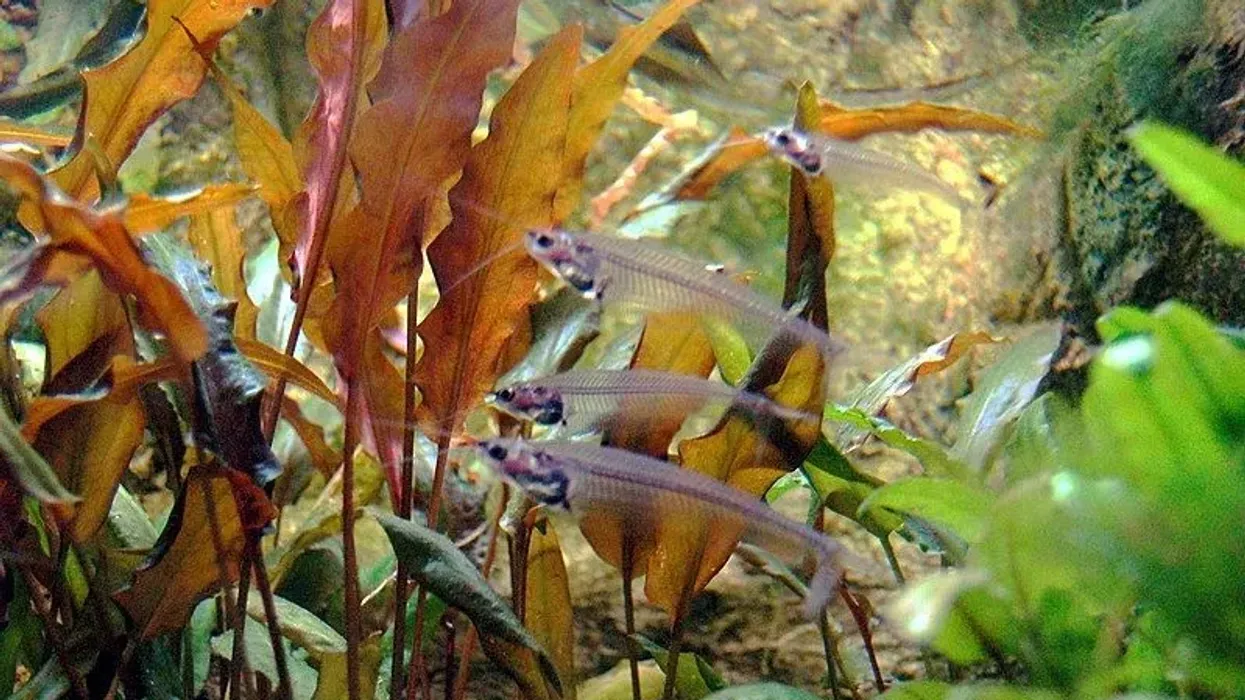 How many fun butter catfish facts did you already know? Put your knowledge to the test with this article.
