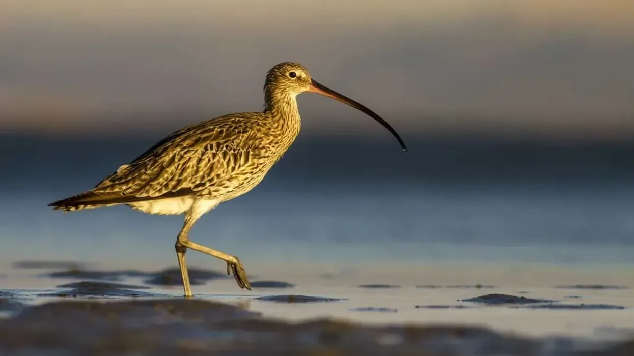 How many fun Eurasian curlew facts do you know? Brush up your knowledge of this interesting bird with this quick read!