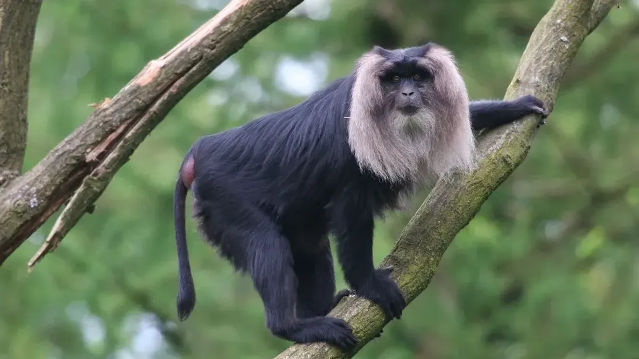 How many fun lion-tailed macaque facts do you know? Come brush up your knowledge with these fast facts!
