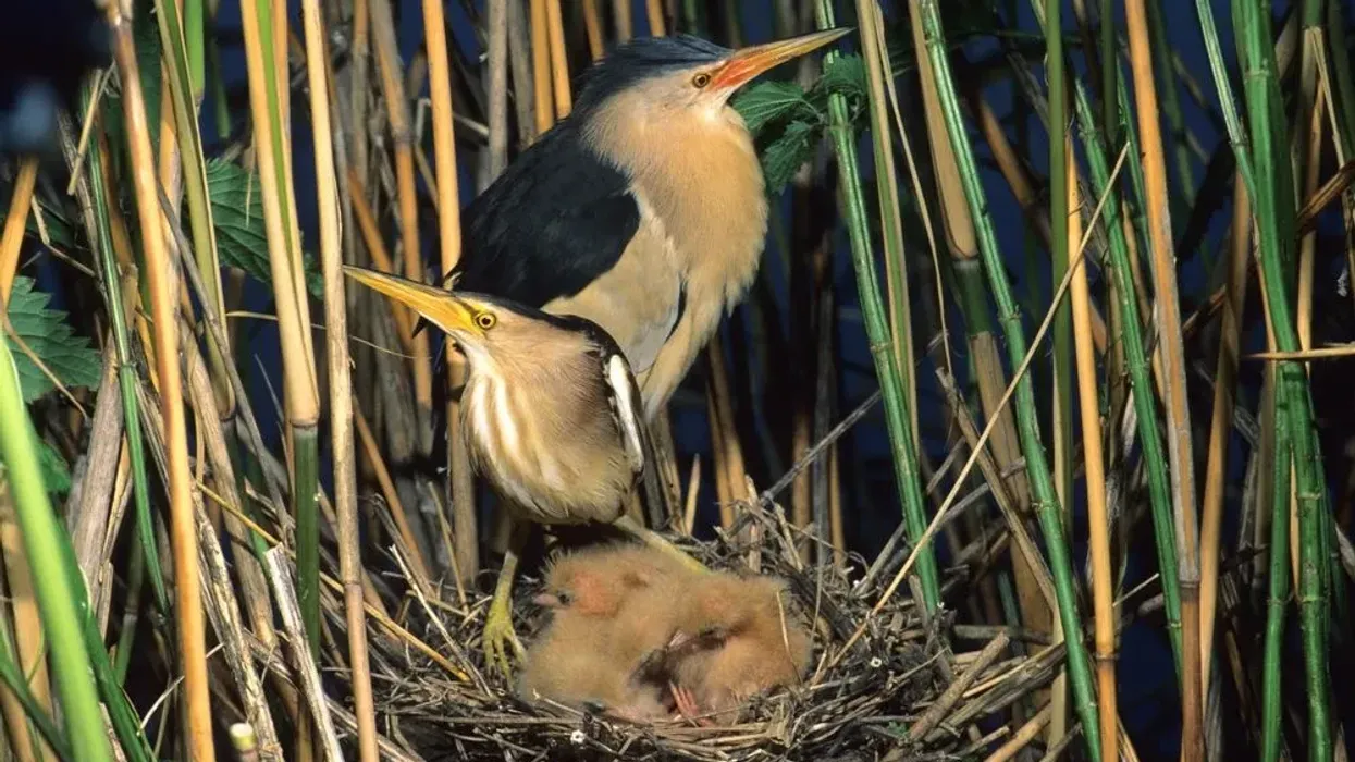 How many fun little bittern facts do you know? Come brush up your knowledge with these fast facts!