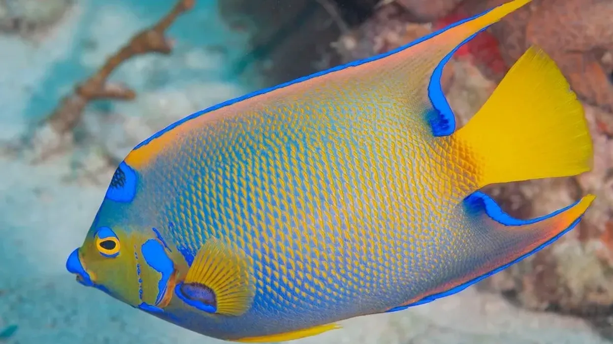 How many fun multicolor angelfish facts do you know? Read on for a quick dive into this fish!