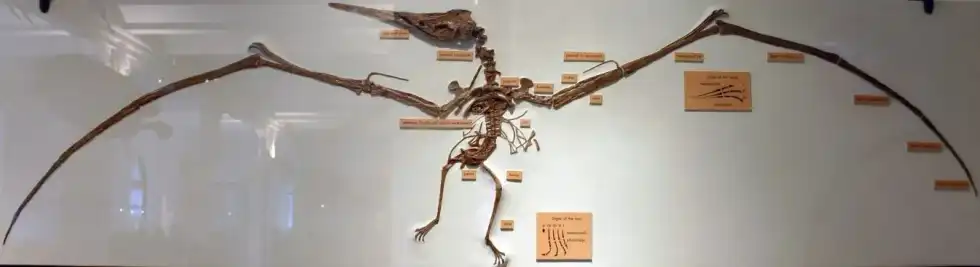 How many fun Nyctosaurus facts do you know about? Check them out here, and brush up on your knowledge!