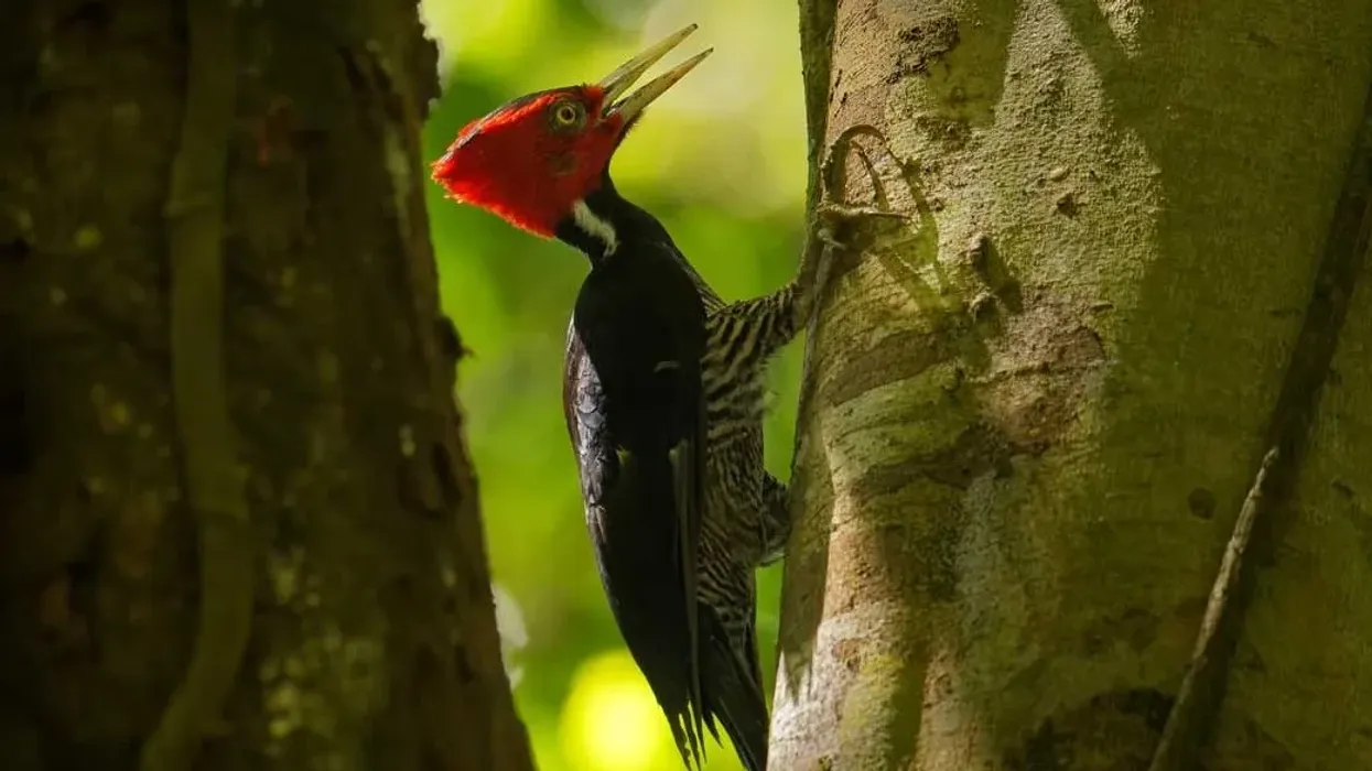 How many fun pale-billed woodpecker facts do you know? Brush up your knowledge with this article!