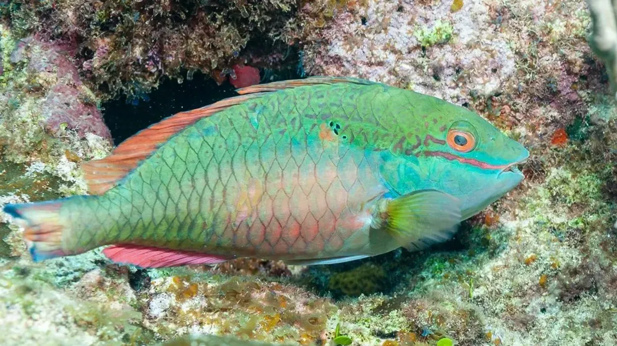 How many fun parrotfish facts do you know? Read on to brush up your knowledge on these little creatures!